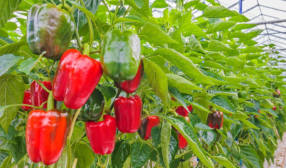 Cultivo de pimientos en invernadero.