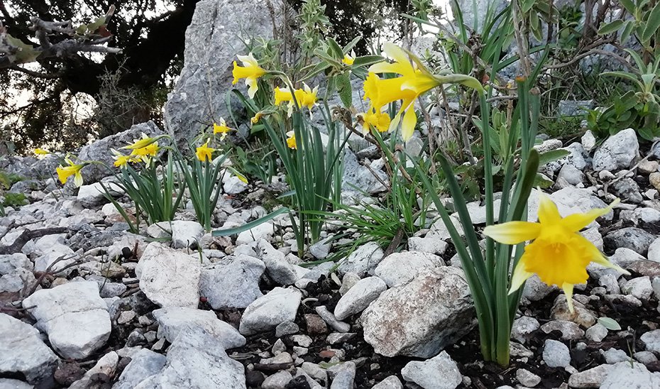 Narcisos trompeteros.