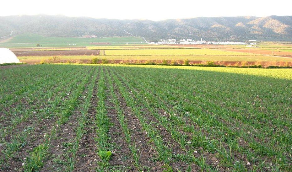 Cultivo ecológico.