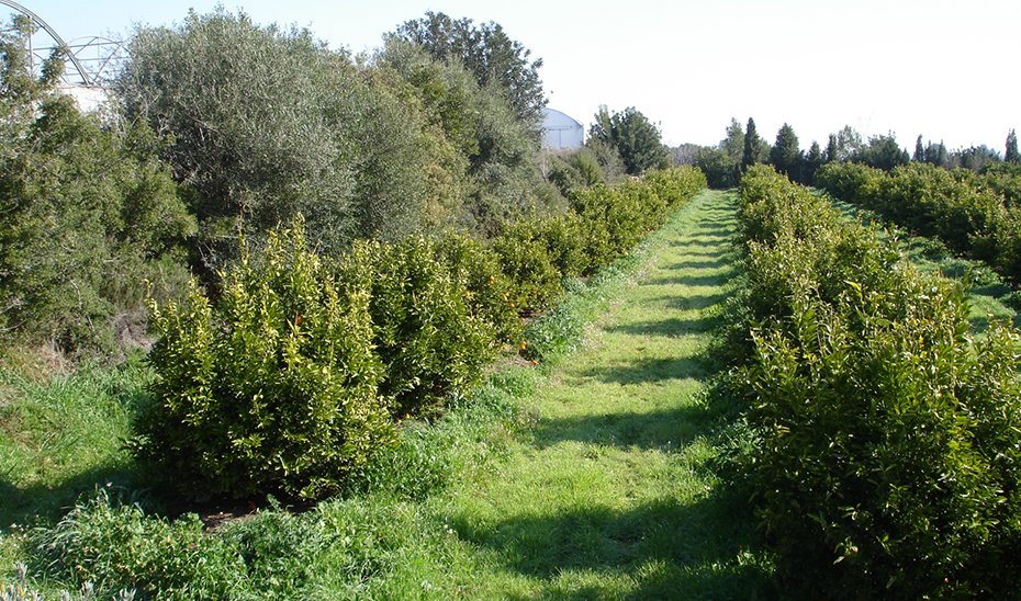 Extensión de cultivos ecológicos.
