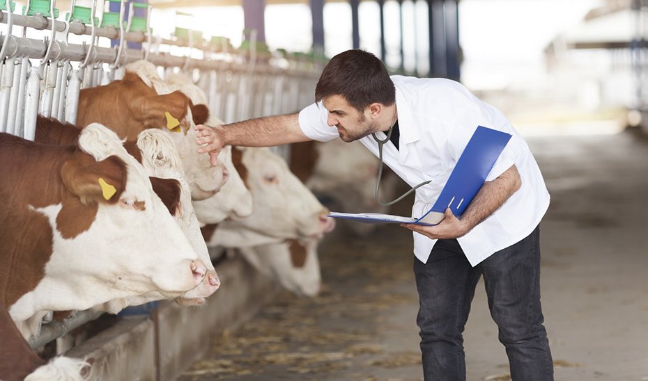 Actuaciones de prevención, control y erradicación de enfermedades en el ganado vacuno.