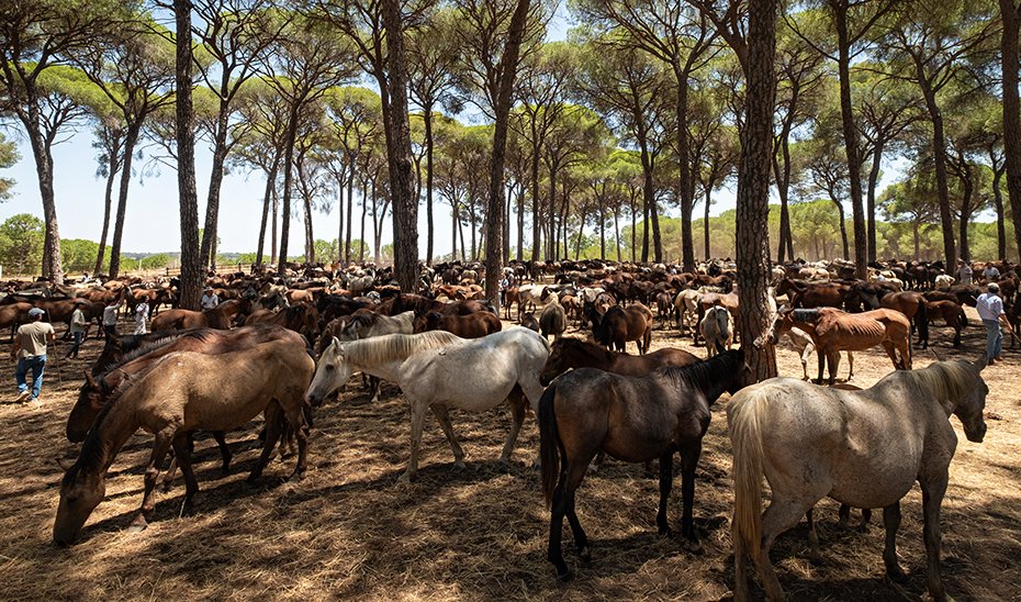 Mares on the Los Llanos road to Almonte (Photo by Antonio Delgado-Roig).