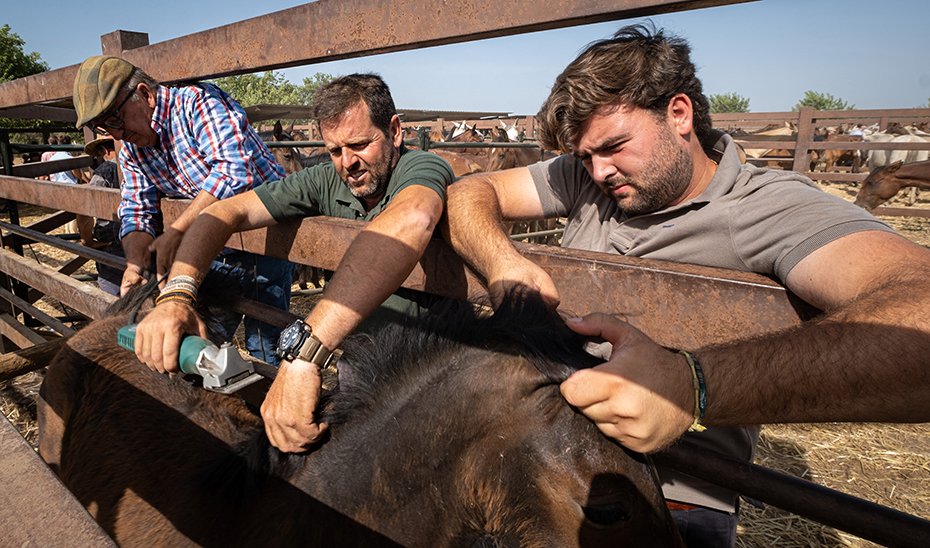 Breeders performing grooming and mane trimming tasks (Photo by Antonio Delgado-Roig).