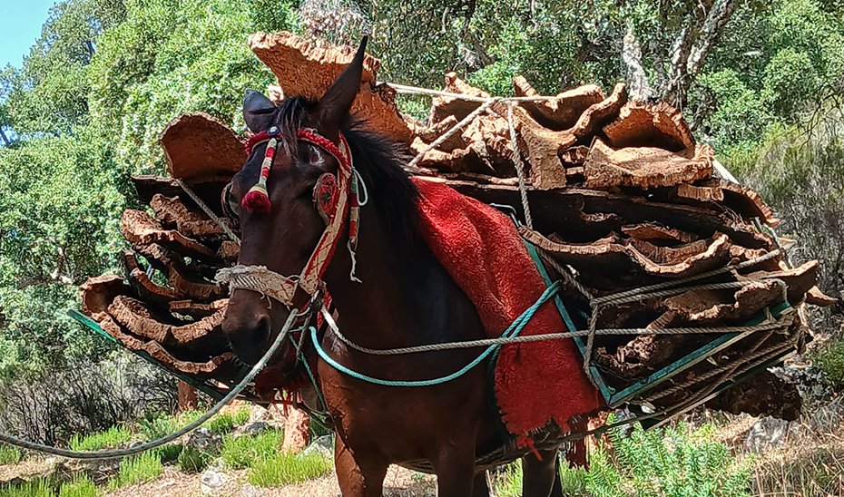 Un burro transporta planchas de corcho.
