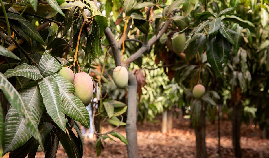 Hojas de mango.