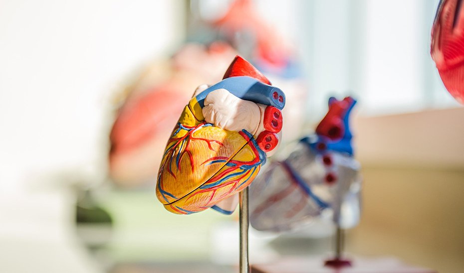 Maqueta del corazón humano.