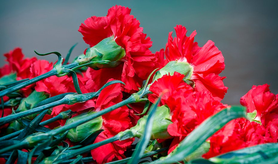 Clavel rojo.